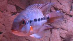 Besatz im Aquarium Wildes Wohnzimmer ( Nur noch als Beispiel)