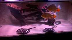 Besatz im Aquarium Wildes Wohnzimmer ( Nur noch als Beispiel)