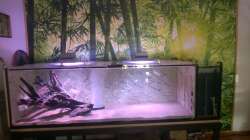 Aquarium Wildes Wohnzimmer ( Nur noch als Beispiel)