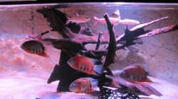 Besatz im Aquarium Wildes Wohnzimmer ( Nur noch als Beispiel)