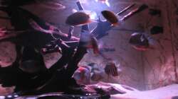 Besatz im Aquarium Wildes Wohnzimmer ( Nur noch als Beispiel)