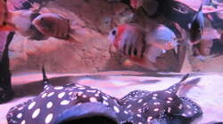 Besatz im Aquarium Wildes Wohnzimmer ( Nur noch als Beispiel)