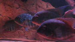 Besatz im Aquarium Wildes Wohnzimmer ( Nur noch als Beispiel)