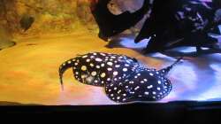 Besatz im Aquarium Wildes Wohnzimmer ( Nur noch als Beispiel)