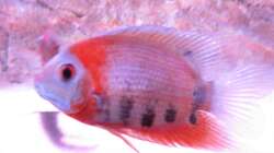 Besatz im Aquarium Wildes Wohnzimmer ( Nur noch als Beispiel)