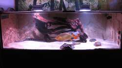 Aquarium Wildes Wohnzimmer ( Nur noch als Beispiel)