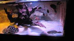 Besatz im Aquarium Wildes Wohnzimmer ( Nur noch als Beispiel)