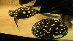 Besatz im Aquarium Wildes Wohnzimmer ( Nur noch als Beispiel)