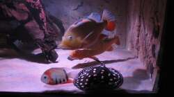 Besatz im Aquarium Wildes Wohnzimmer ( Nur noch als Beispiel)