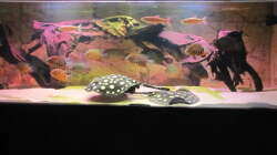 Besatz im Aquarium Wildes Wohnzimmer ( Nur noch als Beispiel)