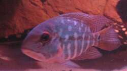Besatz im Aquarium Wildes Wohnzimmer ( Nur noch als Beispiel)