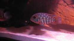 Besatz im Aquarium Wildes Wohnzimmer ( Nur noch als Beispiel)