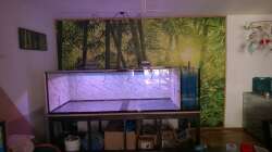Aquarium Wildes Wohnzimmer ( Nur noch als Beispiel)