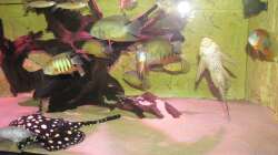 Besatz im Aquarium Wildes Wohnzimmer ( Nur noch als Beispiel)