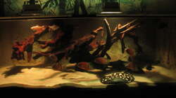 Besatz im Aquarium Wildes Wohnzimmer ( Nur noch als Beispiel)
