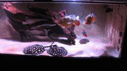Besatz im Aquarium Wildes Wohnzimmer ( Nur noch als Beispiel)
