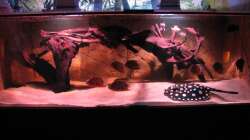 Besatz im Aquarium Wildes Wohnzimmer ( Nur noch als Beispiel)