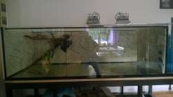 Aquarium Wildes Wohnzimmer ( Nur noch als Beispiel)