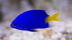Blaugelber Riffbarsch