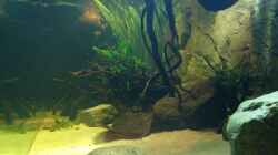 Aquarium Becken 31552