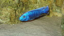 scianochromis fyeri (Ice Berg)