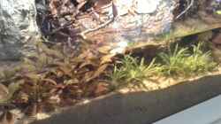 Pflanzen im Aquarium Low tech Riparium