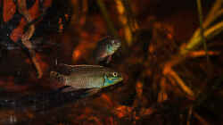 Besatz im Aquarium Enigmatochromis II