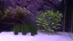 Dekoration im Aquarium Aqua