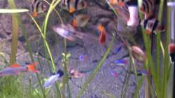 Besatz im Aquarium Aqua