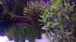 Pflanzen im Aquarium Aqua