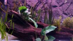 Dekoration im Aquarium Aqua