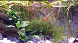 Pflanzen im Aquarium Aqua