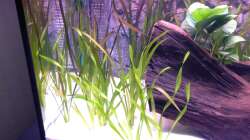 Pflanzen im Aquarium Aqua