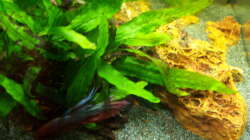 03.04.2015 - von der linken Seite ins Becken