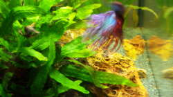 03.04.2015 - Bruce in Bewegung