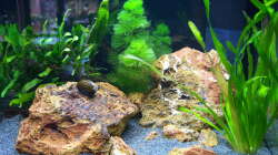 Aquarium Bruce zum zweiten