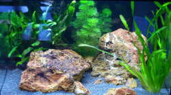 03.04.2015 - Komplettansicht leider mit Spiegelung