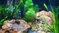 02.04.2015 - Zebrarennschnecke auf versteinertem Laub