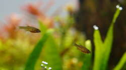 Perlhuhnbärbling-Nachwuchs