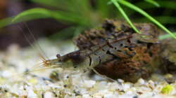 Besatz im Aquarium In den Dschungel - aufgelöst -