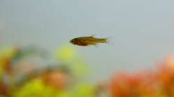 Perlhuhnbärbling-Nachwuchs