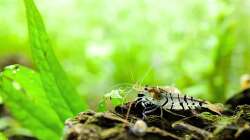 Besatz im Aquarium In den Dschungel - aufgelöst -