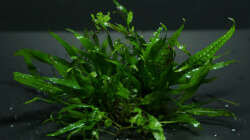 Microsorum pteropus Petite