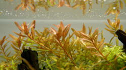 Rotala rotundifolia