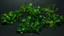 Anubias barteri var. nana Bonsai/Petite