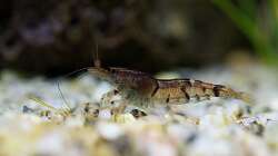 Besatz im Aquarium In den Dschungel - aufgelöst -