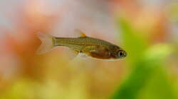 Perlhuhnbärbling-Nachwuchs