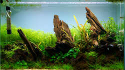 Tag 37 - direkt nach Rückschnitt