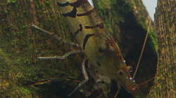 Besatz im Aquarium In den Dschungel - aufgelöst -