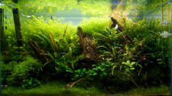 Tag 175 - kurz vor radikalem Rückschnitt